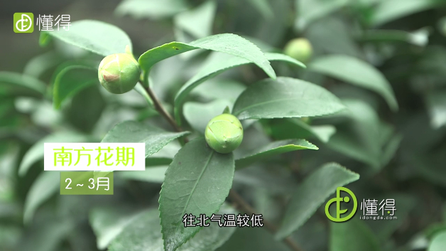 山茶花什么时候开-松子山茶的栽培品种