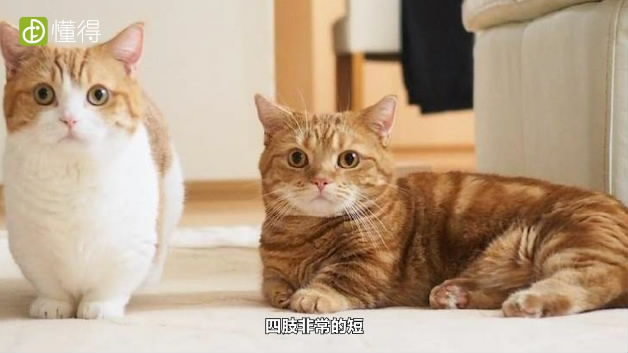 什么是曼赤肯猫-四肢非常短