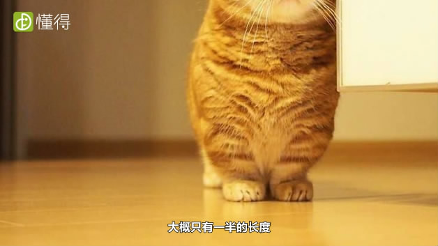 什么是曼赤肯猫-四肢只有正常的一半