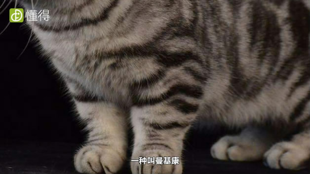 什么是曼赤肯猫-分为两种类型