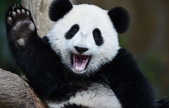 熊猫刻板行为是什么