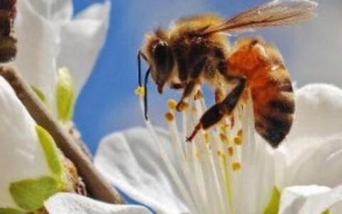 蜜蜂为什么会发出嗡嗡的响声