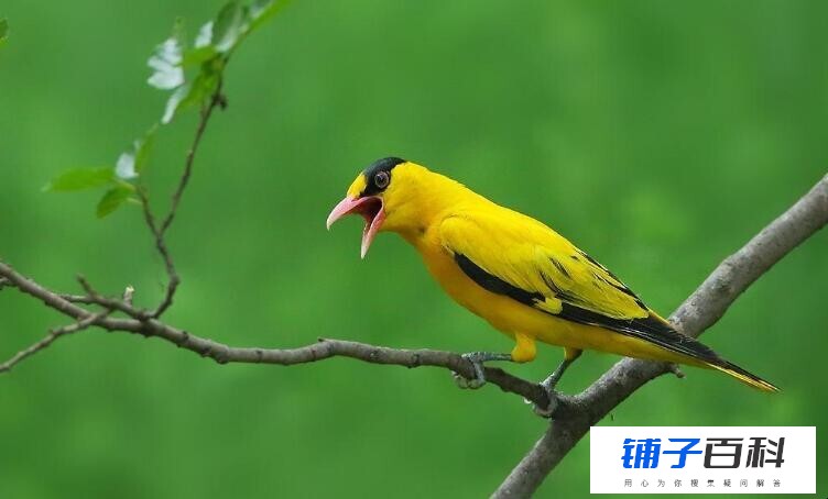 黄鹂是什么季节的鸟