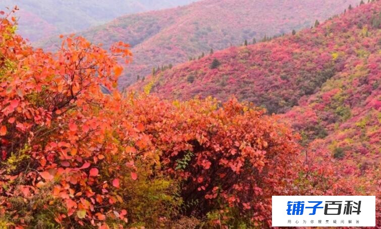 香山红叶最佳观赏期是什么时候