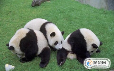 国宝大熊猫喜欢吃什么