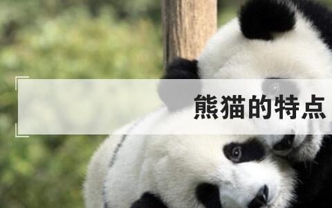 熊猫的特点