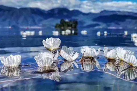 泸沽湖在哪里 海藻花几月份盛开