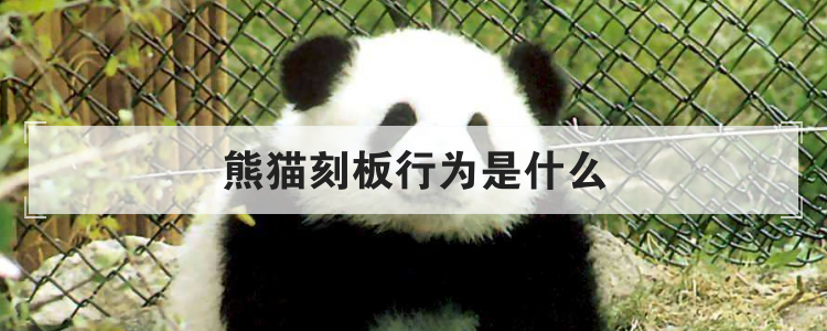 熊猫刻板行为是什么