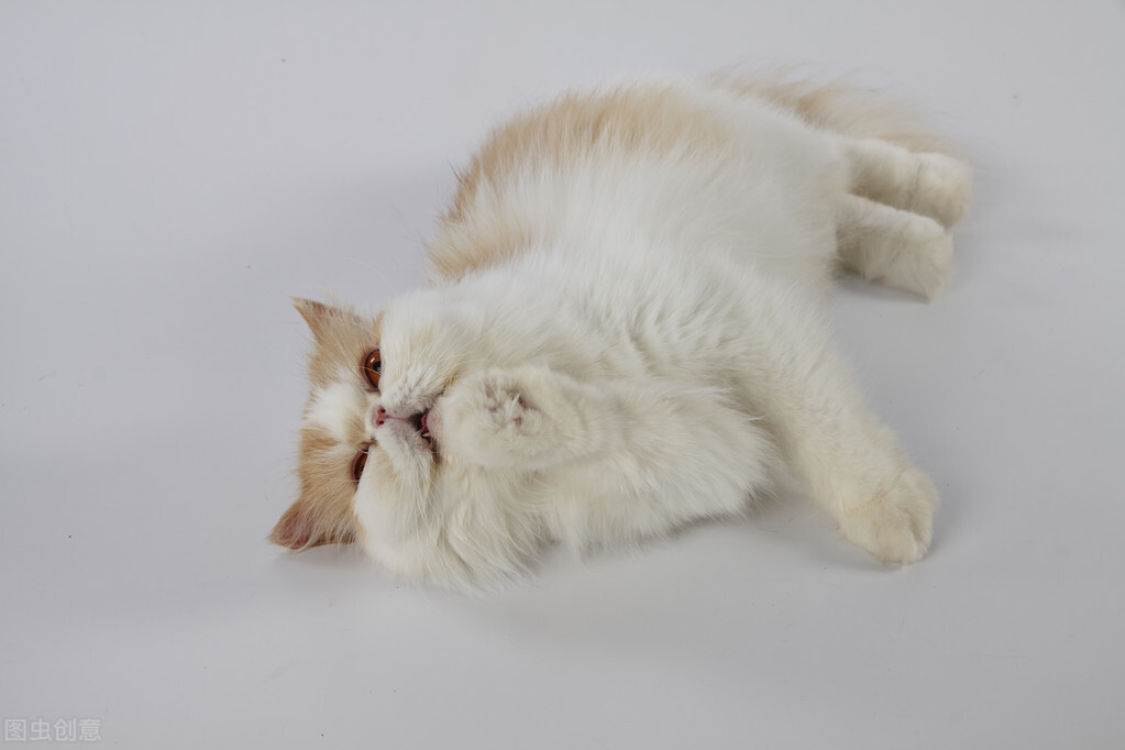 猫薄荷对猫具有神奇致幻作用，有时如醉如痴，猫薄荷正确使用方法