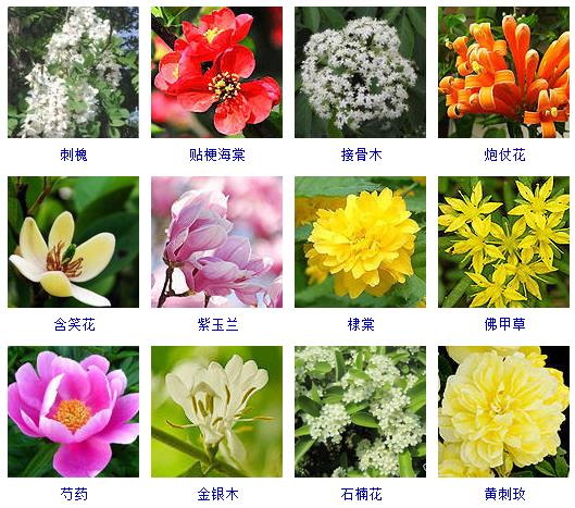 各种花的名字及颜色图片
