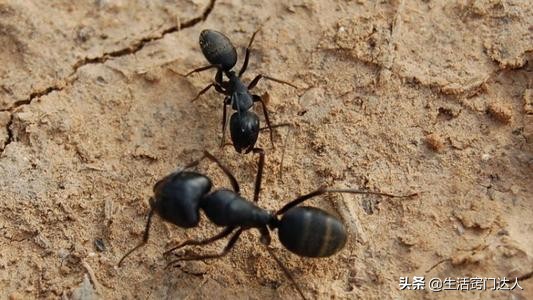 灭蚂蚁别买蚂蚁药了，教你一招，蚂蚁来多少灭多少，不知道可惜了