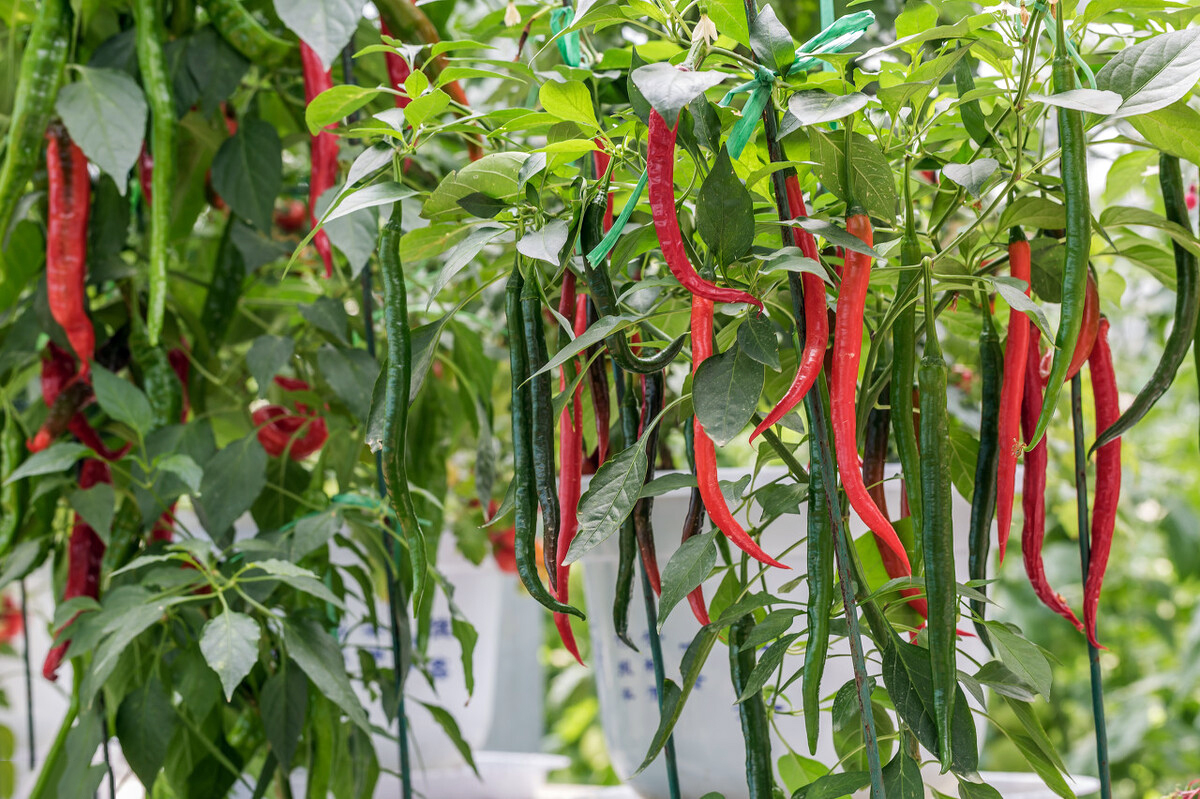 辣椒高产种植技术，其实管理很简单，说难的，估计这几点没做好
