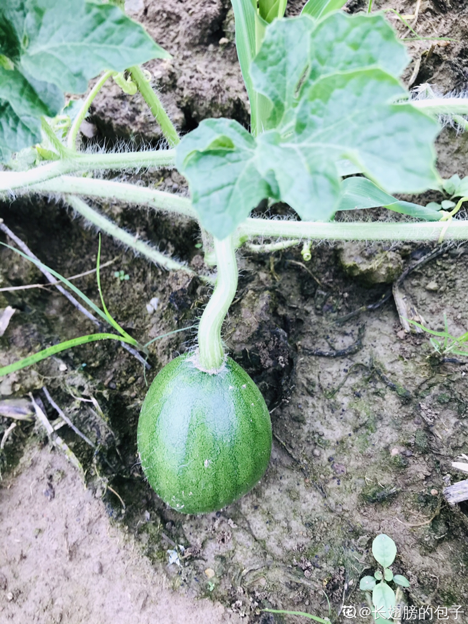 一把西瓜籽，直接撒进土里，自己也能种出西瓜