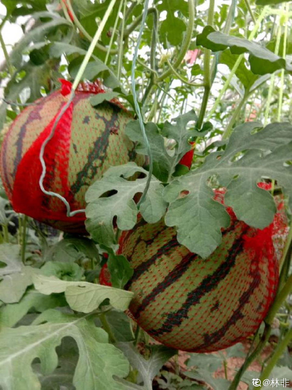 一把西瓜籽，直接撒进土里，自己也能种出西瓜
