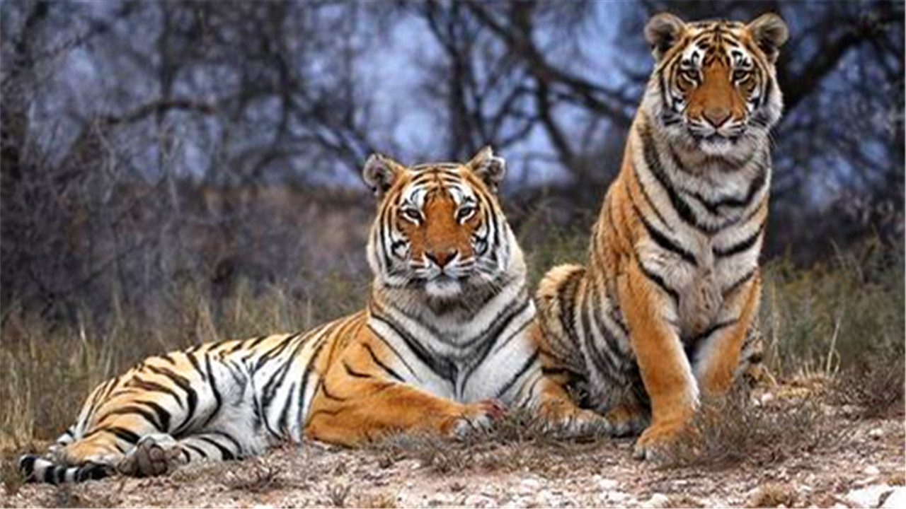 当年放养到非洲大草原的两只华南虎，它们后来怎么样了？
