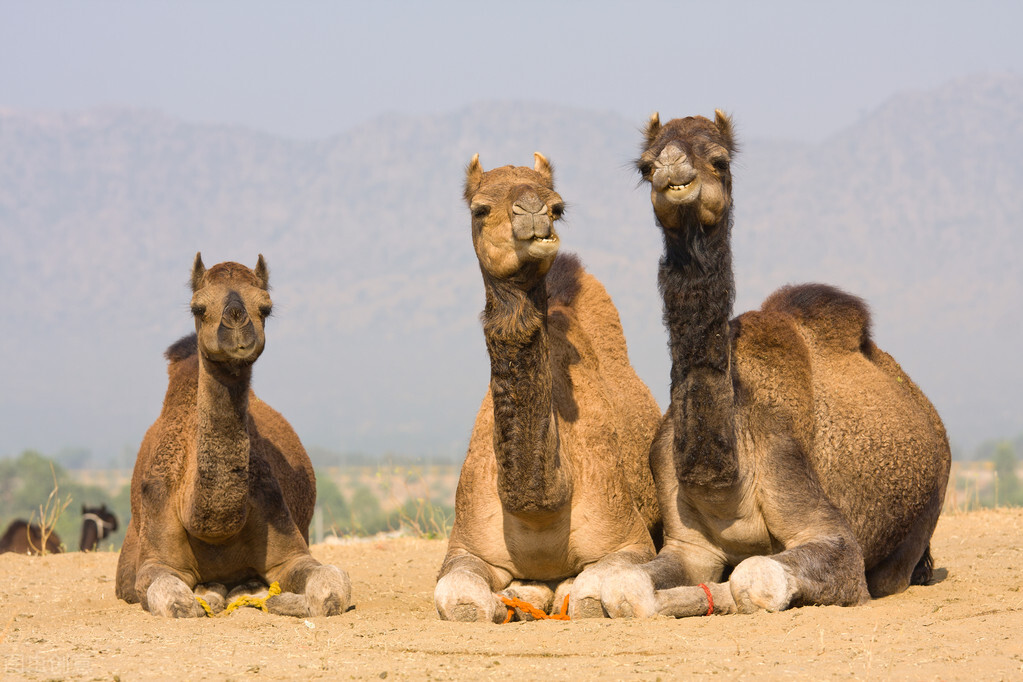 在沙漠中遇到死去的骆驼，为什么不能碰？碰了后果有多严重？