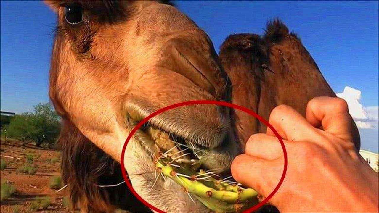 在沙漠中遇到死去的骆驼，为什么不能碰？碰了后果有多严重？