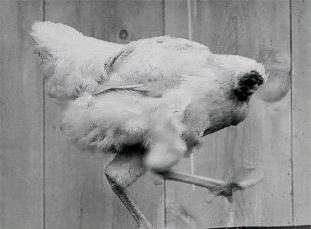 鸡仔斩首后成“不死鸟”，无头存活18个月，长胖5斤引科学家关注