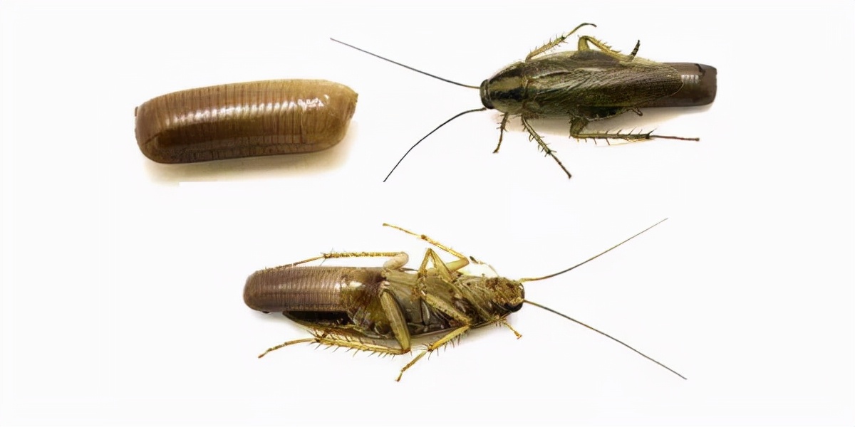 蟑螂不能踩死的说法靠谱吗？了解了它的“死穴”，比踩死更有效