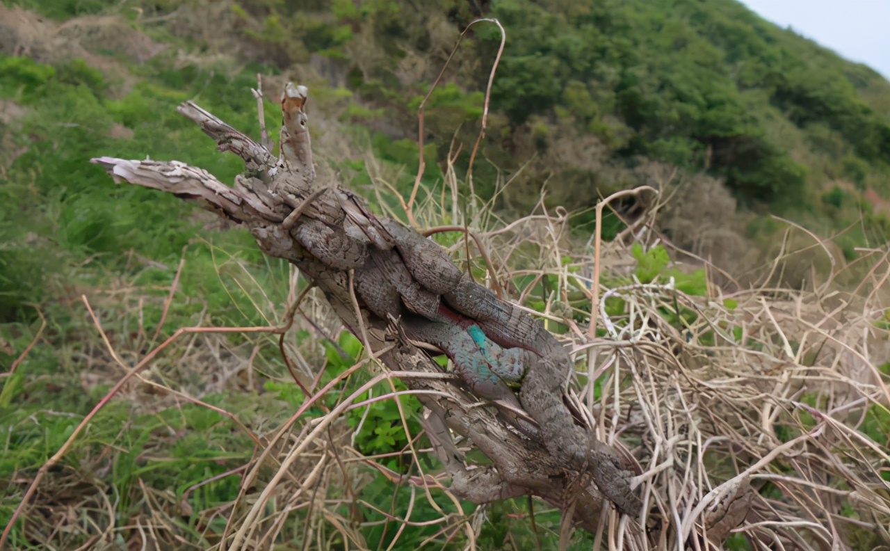 大连蛇岛疯狂“内卷”，一平方公里2万多条蛇，饿得一年休眠两次