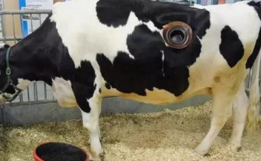 为什么会在一些奶牛身上挖个洞，还会把手伸进去？这个洞有什么用
