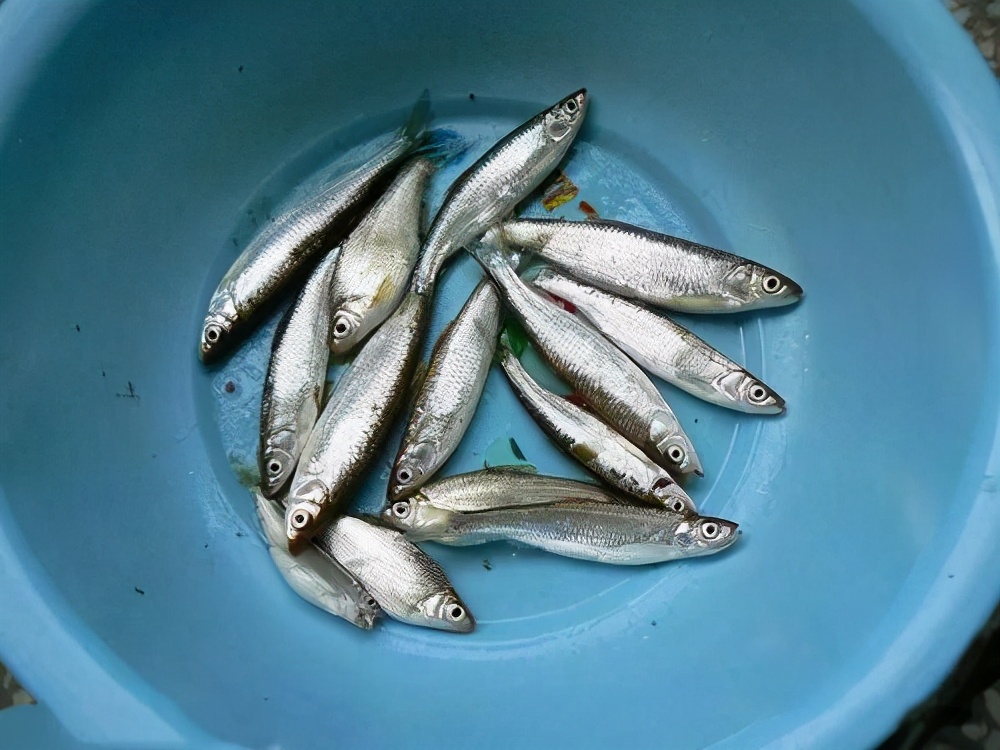 一种在我国特别常见的小型淡水鱼——白条鱼，常见率仅次于鲫鱼