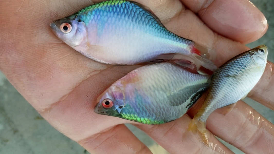 经常能在野外抓到的野生观赏鱼——鳑鲏，被称为中国彩虹