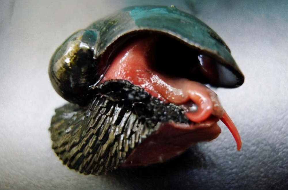 世上壳最硬的蜗牛——鳞角腹足蜗牛就算是用子弹射击，都无法穿透