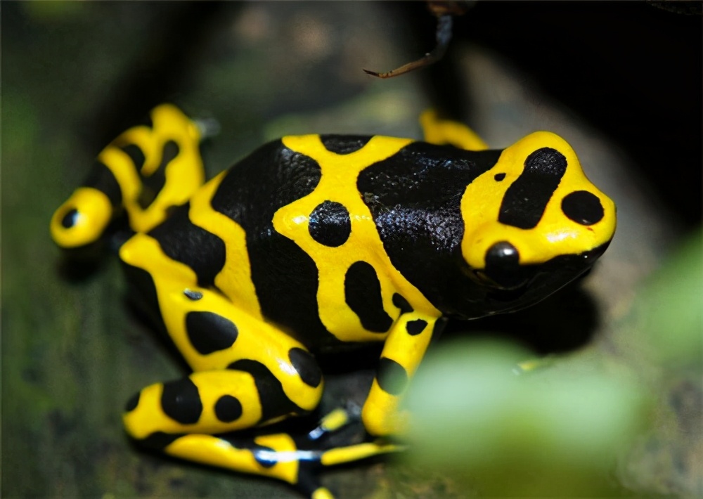世界上外表最美丽的蛙类——箭毒蛙，同时也是毒性最强的物种之一