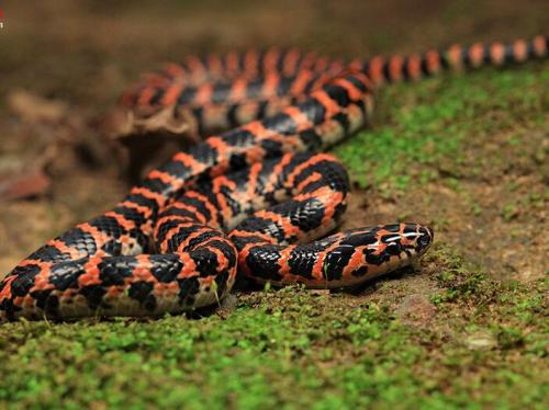 农村里很常见到的一种蛇——赤链蛇，身上有60条以上的红色窄横纹