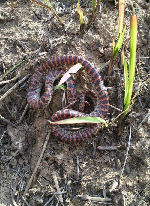 农村里很常见到的一种蛇——赤链蛇，身上有60条以上的红色窄横纹