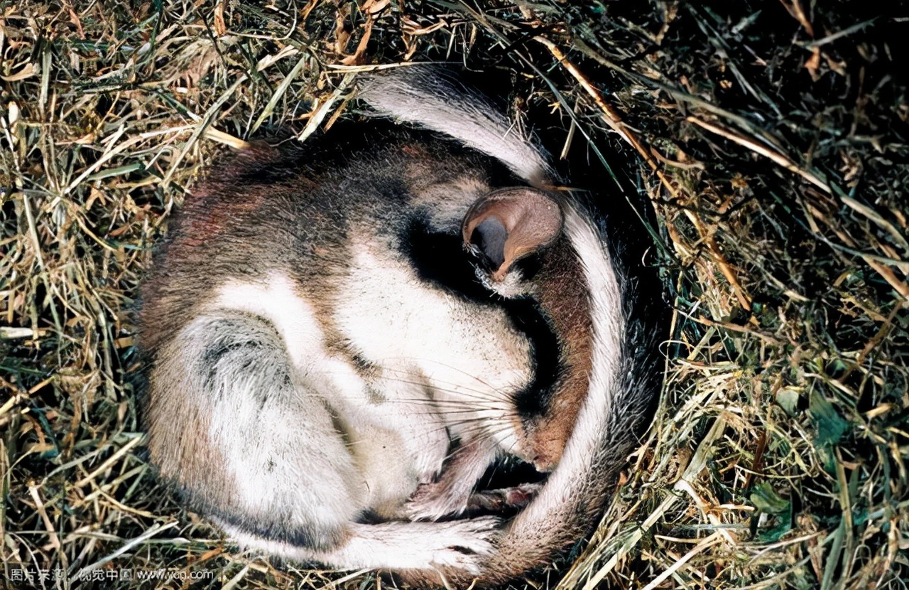 为什么会有动物喜欢冬眠，是什么原因导致了这种行为？