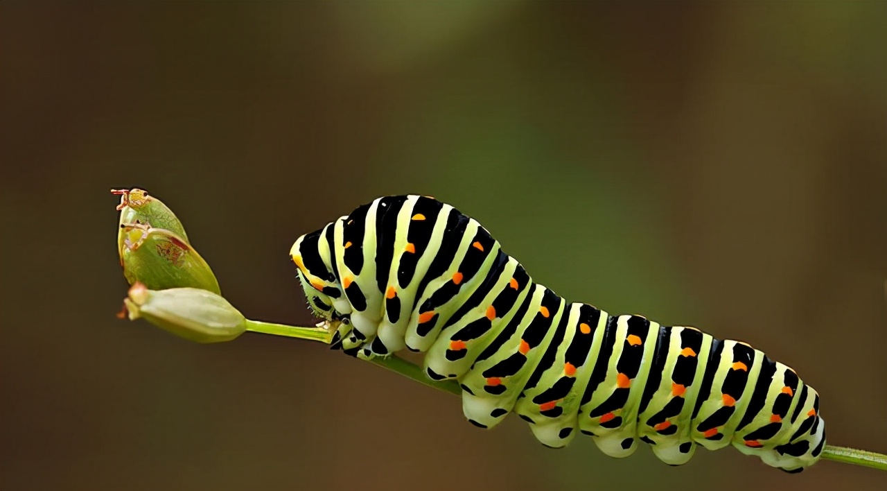 昆虫与植物之间的“恩恩怨怨”它们既是朋友，也是敌人