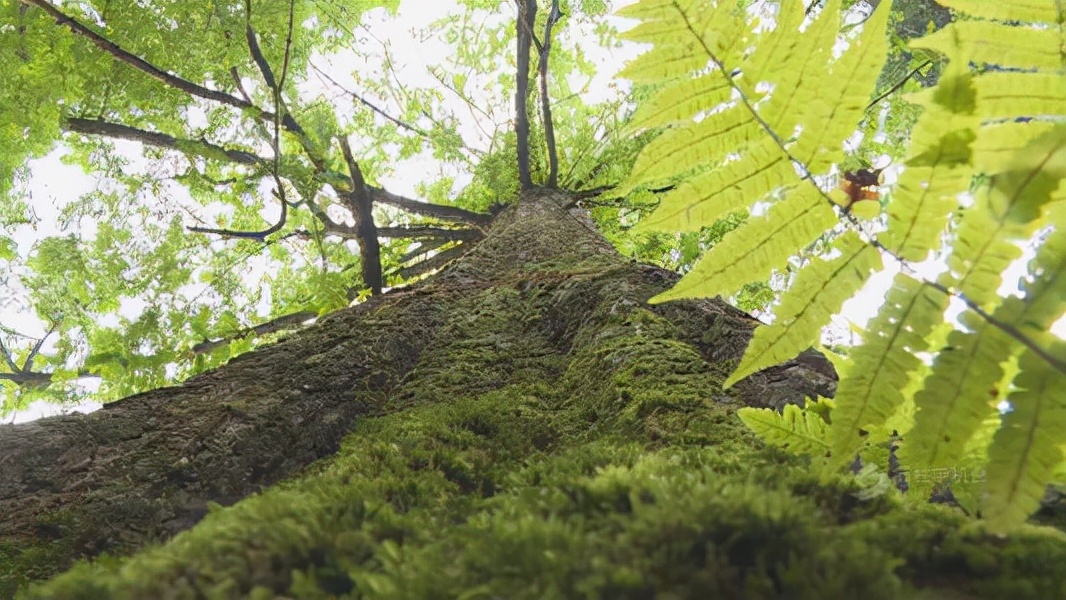 水杉树，白垩纪就出现的树，一种被称作“国宝”的植物