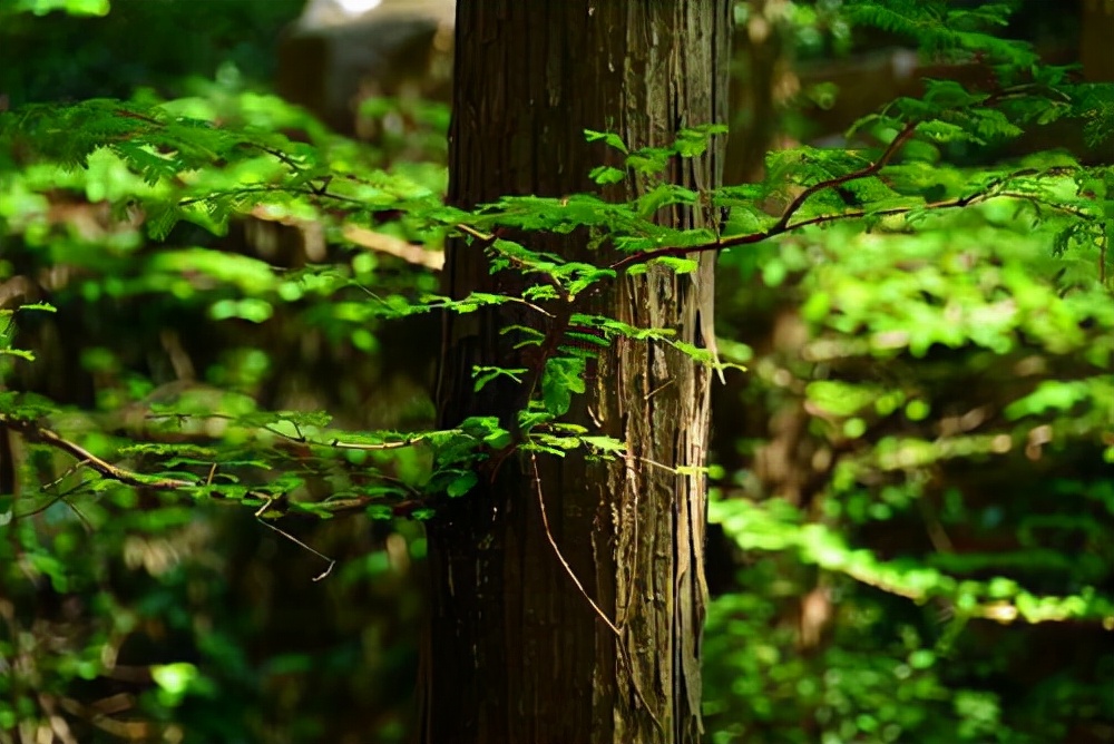水杉树，白垩纪就出现的树，一种被称作“国宝”的植物