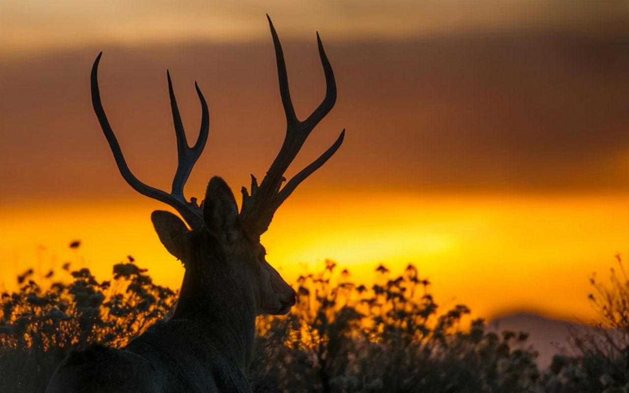 麋鹿“奇特”的偶蹄动物，号称“四不像”也是珍稀动物之一