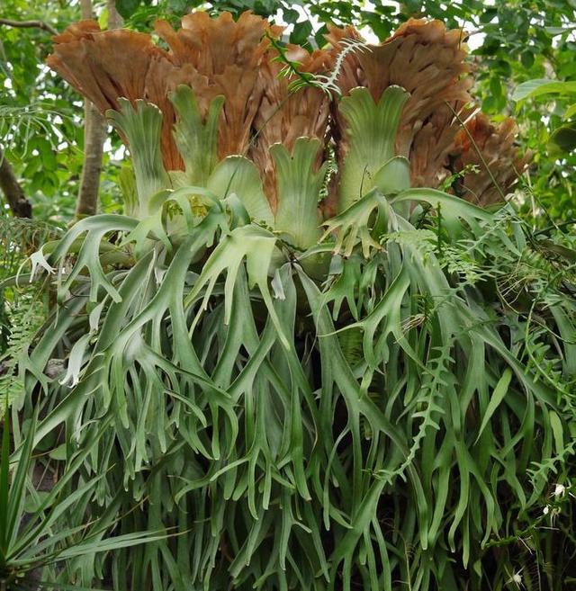 鹿角蕨，一种貌似“鹿角”的蕨类植物