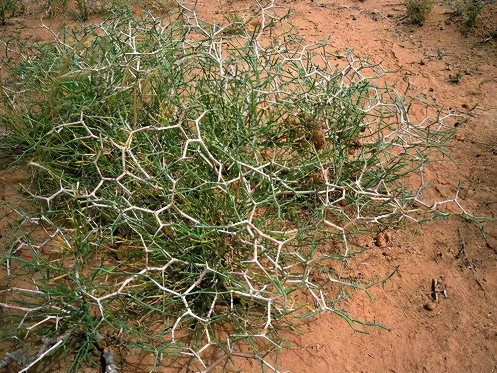 盘点塔克拉玛干沙漠中的“勇士”植物