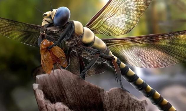 昆虫——大自然中最会飞行的生物，它们有比鸟类更先进的翅膀