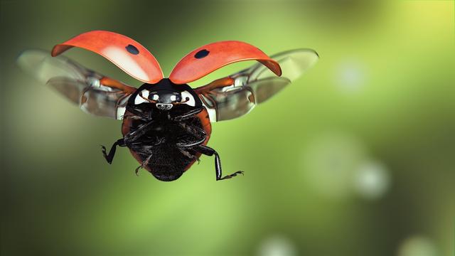 昆虫——大自然中最会飞行的生物，它们有比鸟类更先进的翅膀