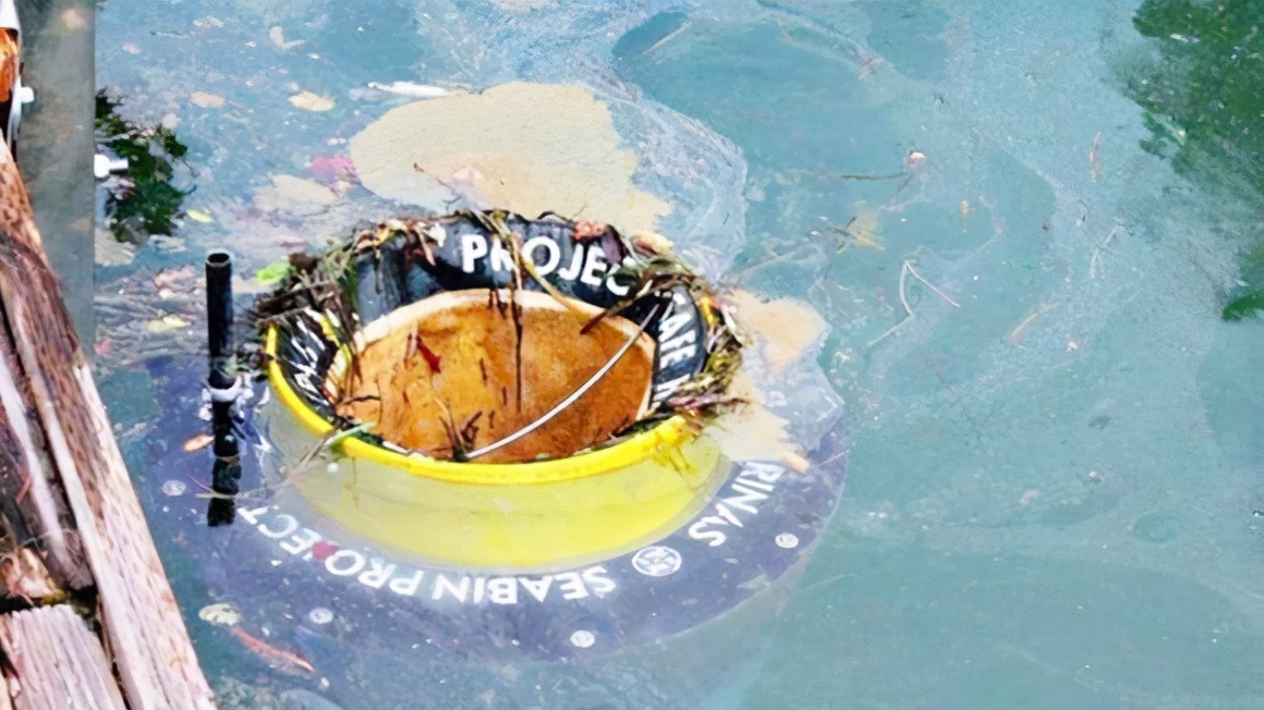 盘点科学家清理海洋垃圾的7个“奇思妙想”