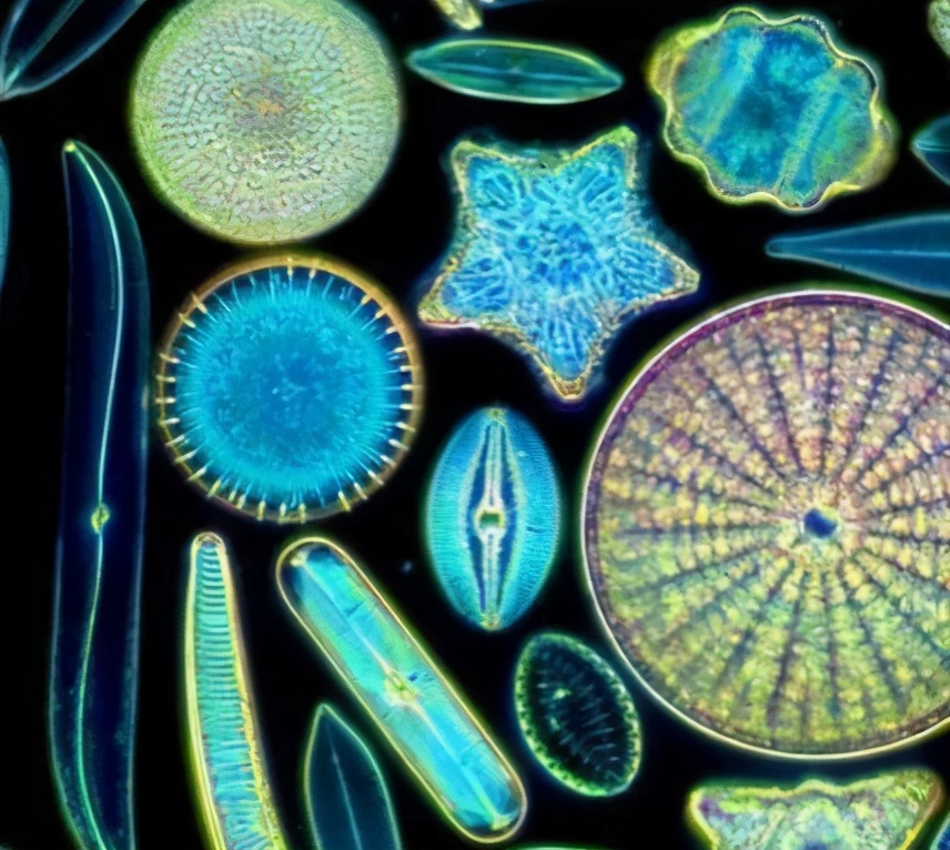 神奇的浮游生物，它们也许是地球上最早的一批“原住民”生物
