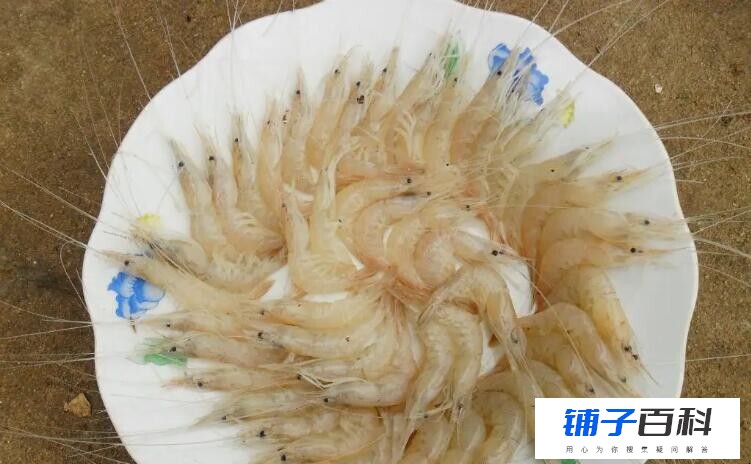 白米虾是海虾还是河虾