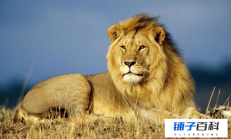 狮子是猫科动物吗