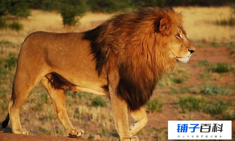 狮子是什么科动物