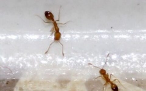 家里有小黄蚂蚁的原因是什么
