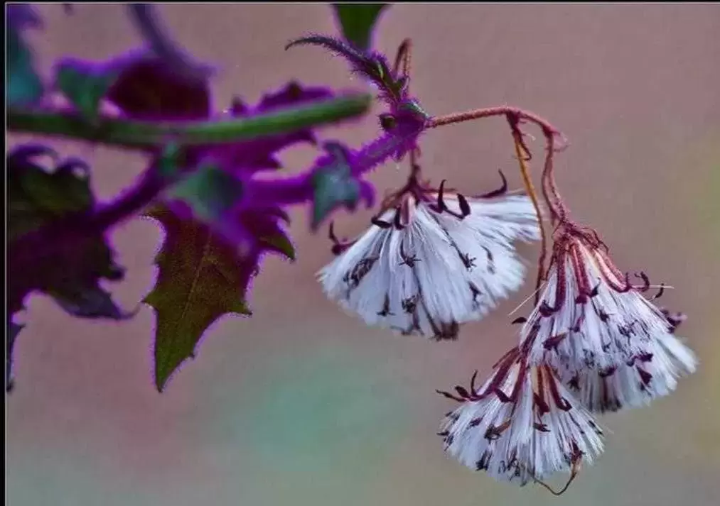 植物百科： 紫鹅绒
