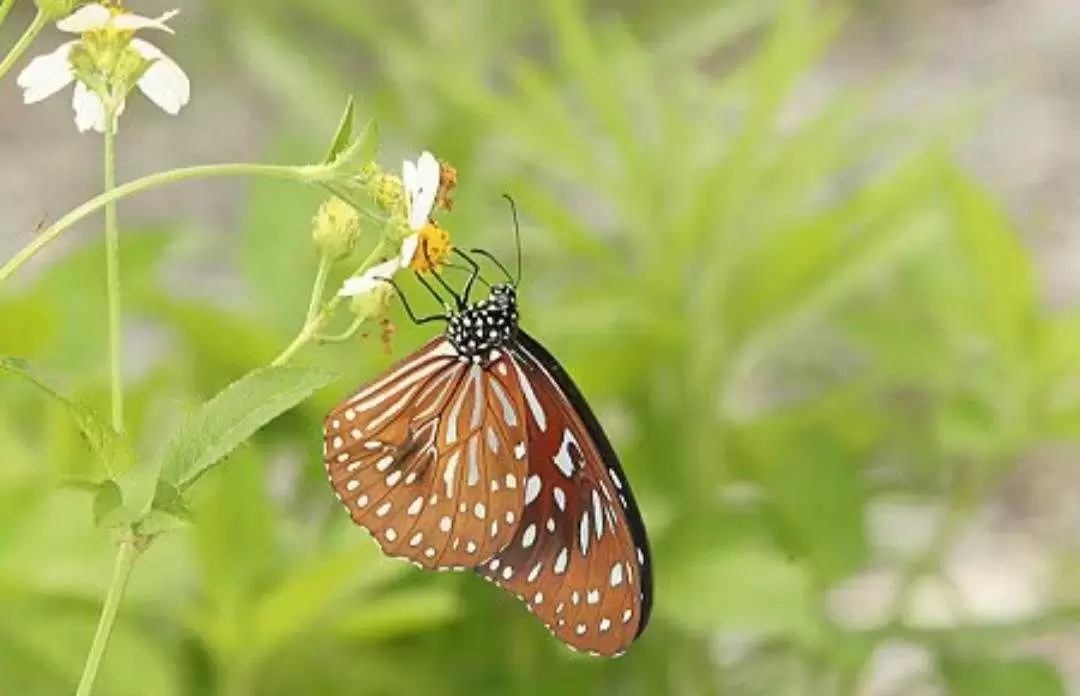 动物百科： 小纹青斑蝶