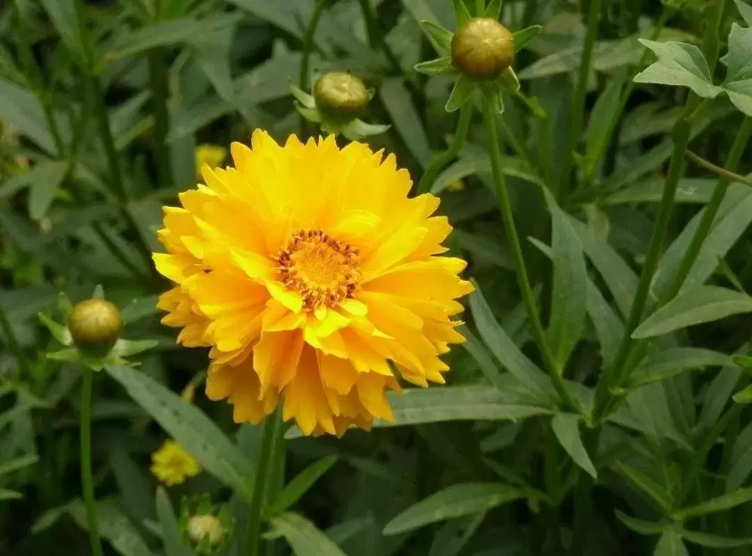 植物百科： 重瓣金鸡菊