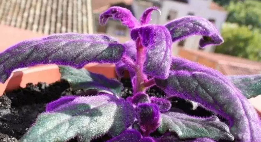 植物百科： 紫鹅绒